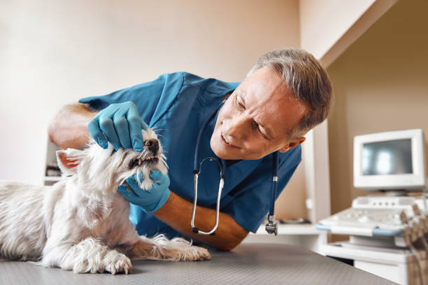 Best Emergency Dental Care for Broken or Chipped Teeth in Bluffton, OH